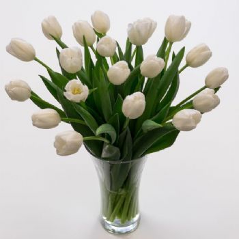  White Tulips